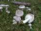 Szagos csigagomba (Hygrophorus agathosmus), Őrség